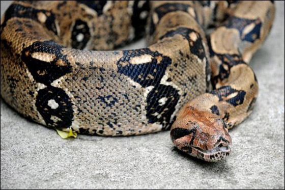 طفلة تعثر على ثعبان ضخم داخل مرحاض منزلها!! صورة رقم 1 طفلة تعثر على ثعبان ضخم داخل مرحاض منزلها!! صورة رقم 1