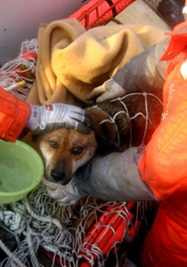 بعد ان قضى 3 اسابيع عائما.. نجاة كلب من تسونامي اليابان! صورة رقم 1 بعد ان قضى 3 اسابيع عائما.. نجاة كلب من تسونامي اليابان! صورة رقم 1