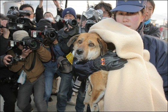 بعد ان قضى 3 اسابيع عائما.. نجاة كلب من تسونامي اليابان! صورة رقم 4 بعد ان قضى 3 اسابيع عائما.. نجاة كلب من تسونامي اليابان! صورة رقم 4