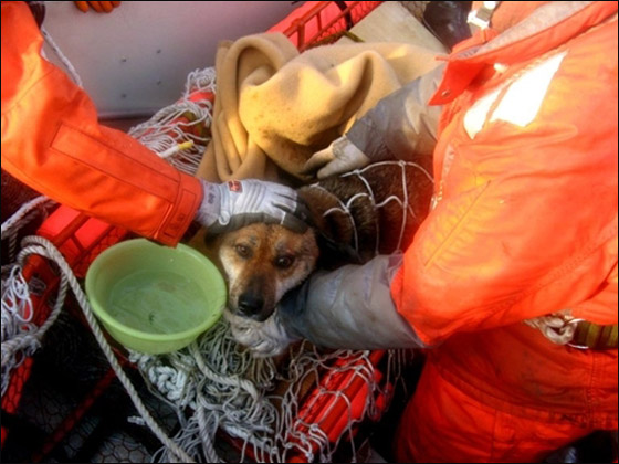 بعد ان قضى 3 اسابيع عائما.. نجاة كلب من تسونامي اليابان! صورة رقم 2 بعد ان قضى 3 اسابيع عائما.. نجاة كلب من تسونامي اليابان! صورة رقم 2