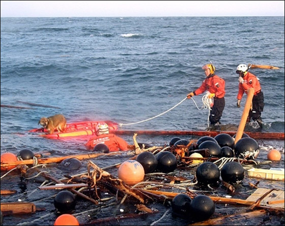 بعد ان قضى 3 اسابيع عائما.. نجاة كلب من تسونامي اليابان! صورة رقم 3 بعد ان قضى 3 اسابيع عائما.. نجاة كلب من تسونامي اليابان! صورة رقم 3