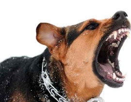 محاكمة امريكي نبح على كلب شرطة!!!! صورة رقم 1 محاكمة امريكي نبح على كلب شرطة!!!! صورة رقم 1