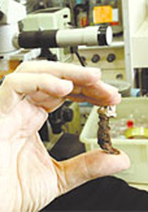 باحث اسرائيلي يعرض المسامير التي استخدمت في صلب المسيح صورة رقم 1 باحث اسرائيلي يعرض المسامير التي استخدمت في صلب المسيح صورة رقم 1