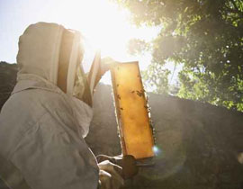 تكساس: سرب نحل يقتل زوجين مسنين! صورة رقم 1 تكساس: سرب نحل يقتل زوجين مسنين! صورة رقم 1