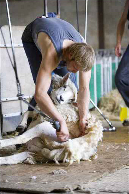 قرغيزستان: ذبح 7 خراف لطرد الارواح الشريرة!!! صورة رقم 1 قرغيزستان: ذبح 7 خراف لطرد الارواح الشريرة!!! صورة رقم 1