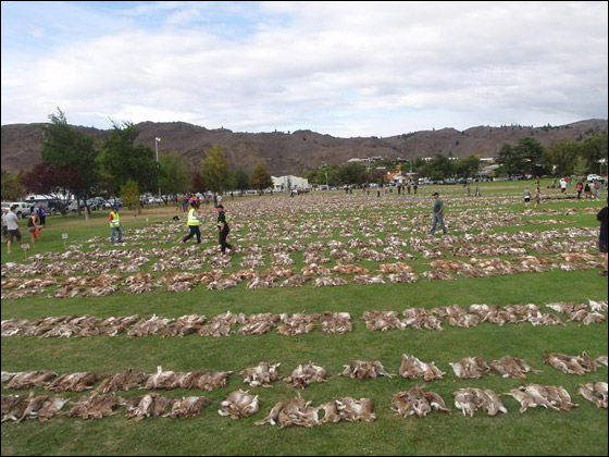 مقتل آلاف الأرانب رميا بالرصاص في عيد الفصح!! صورة رقم 1 مقتل آلاف الأرانب رميا بالرصاص في عيد الفصح!! صورة رقم 1