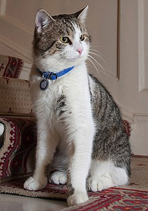 الرئيس البريطاني يستعين بقط لمحاربة جيش من القوارض بمكتبه صورة رقم 2