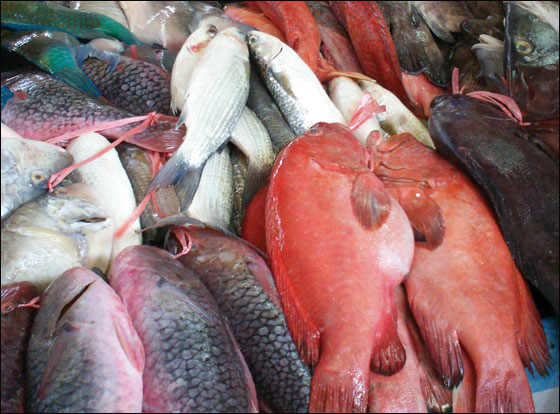 في مسمكة الأمير في الرينة كيلو سمك مجانًا في الشروة الخامسة  صورة رقم 3