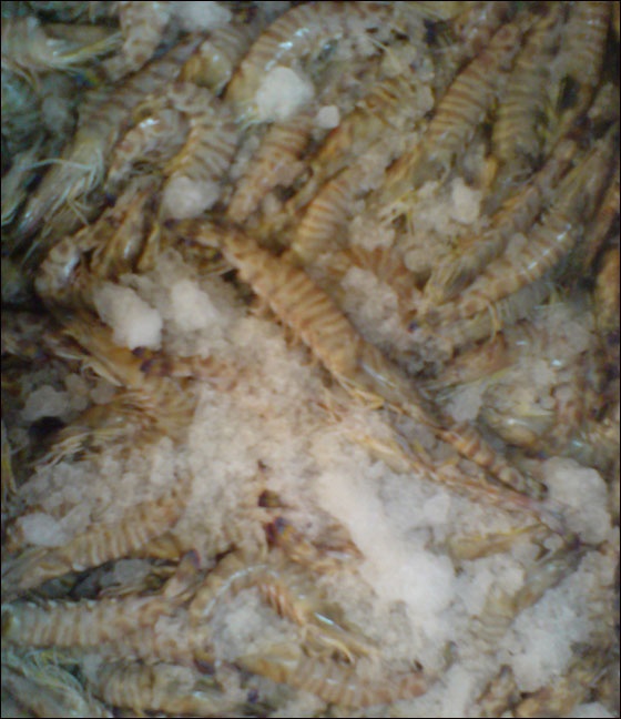 في مسمكة الأمير في الرينة كيلو سمك مجانًا في الشروة الخامسة  صورة رقم 2