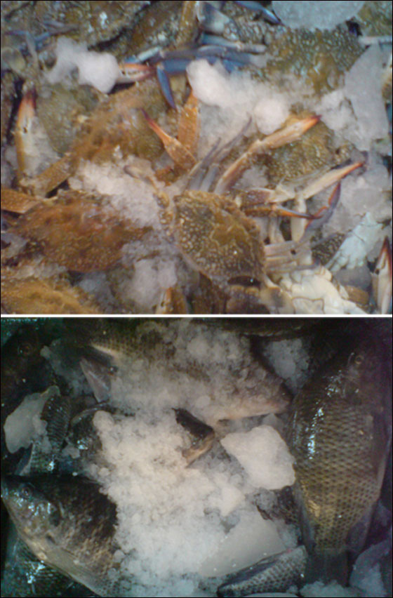 في مسمكة الأمير في الرينة كيلو سمك مجانًا في الشروة الخامسة  صورة رقم 6