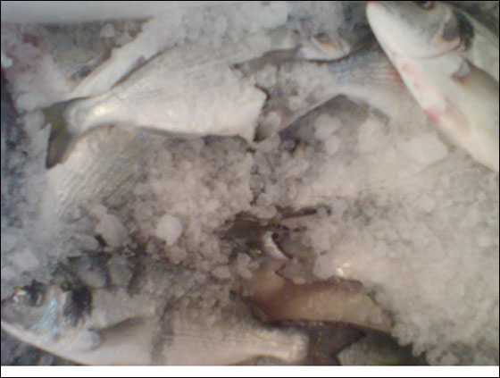 في مسمكة الأمير في الرينة كيلو سمك مجانًا في الشروة الخامسة  صورة رقم 5