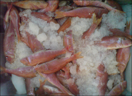 في مسمكة الأمير في الرينة كيلو سمك مجانًا في الشروة الخامسة  صورة رقم 8