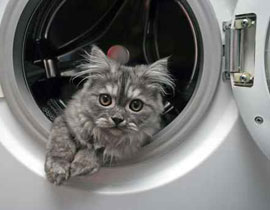 امريكا: العثور على عجوز يعيش  مع عشرات القطط النافقة! صورة رقم 1