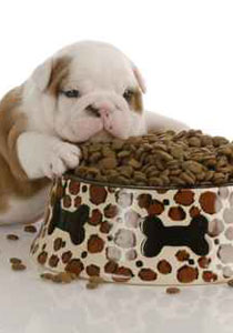 ضابط سابق: القوات الروسية تتغذى على طعام كلاب توفيرا للمال! صورة رقم 1