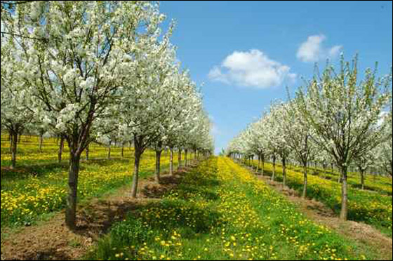 المانيا تشهد الربيع الاكثر جفافا منذ اكثر من قرن! صورة رقم 1