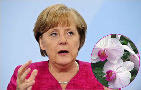 سنغافورة تطلق اسم انجيلا ميركل على زهرة الاوركيد!! صورة رقم 1