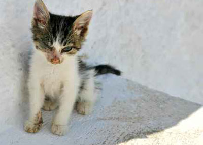 شاب اجبر قطة على استنشاق الحشيش.. فحكم عليه بالسجن! صورة رقم 1