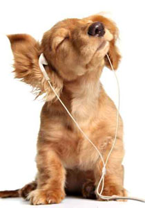 الكلب اغلى صديق للانسان.. وعضة منه تكلف 26 الف دولار! صورة رقم 2