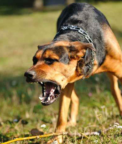 كلب ينتقم من صاحبه حتى الموت.. بسبب ذكريات جارحة! صورة رقم 1