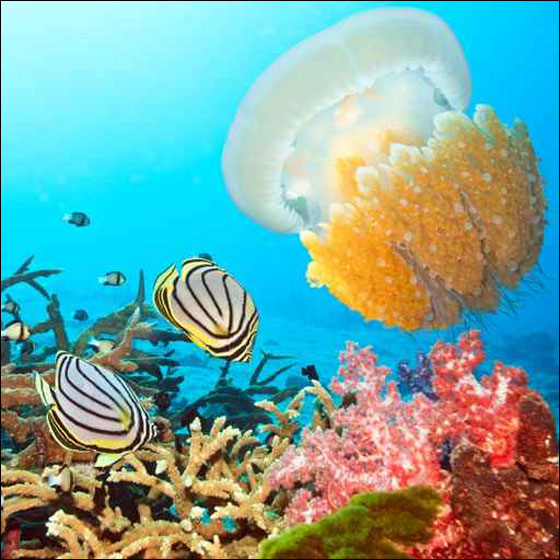 ارتفاع عدد قناديل البحر يؤدي الى كارثة بيئية عالمية!! صورة رقم 1