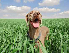 بأمر محكمة دينية يهودية.. رجم كلب تقمّصته روح محام!! صورة رقم 1