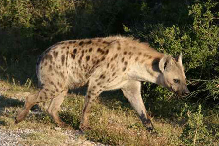 الاردن: العثور على بقايا طفلة بعد ان افترسها ضبع! صورة رقم 1
