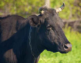 البرلمان الهولندي يقر قانونا لذبح المواشي ينافي الشريعة الاسلامية! صورة رقم 1