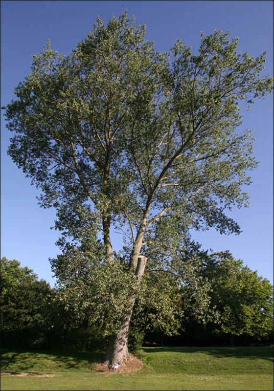 مصرع مراهقة في ساحة مدرستها بعدما سقط عليها جذع شجرة!  صورة رقم 4