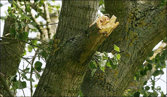 مصرع مراهقة في ساحة مدرستها بعدما سقط عليها جذع شجرة!  صورة رقم 2