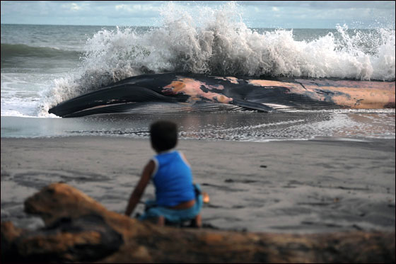 اتباع الطقوس التقليدية لجنازة حوت ضخم بحضور الالاف!!  صورة رقم 9