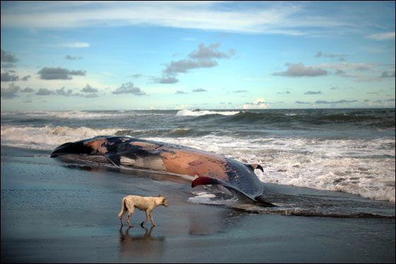 اتباع الطقوس التقليدية لجنازة حوت ضخم بحضور الالاف!!  صورة رقم 8