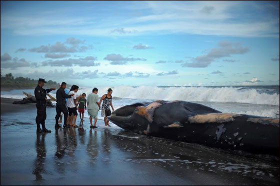 اتباع الطقوس التقليدية لجنازة حوت ضخم بحضور الالاف!!  صورة رقم 7