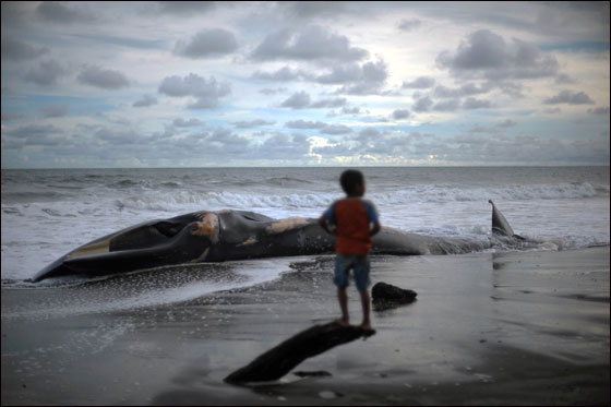 اتباع الطقوس التقليدية لجنازة حوت ضخم بحضور الالاف!!  صورة رقم 3