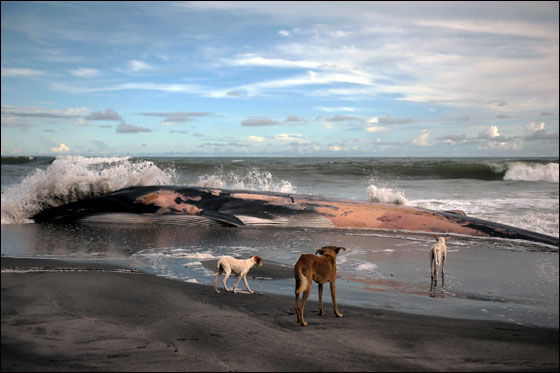 اتباع الطقوس التقليدية لجنازة حوت ضخم بحضور الالاف!!  صورة رقم 4