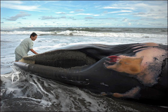 اتباع الطقوس التقليدية لجنازة حوت ضخم بحضور الالاف!!  صورة رقم 5