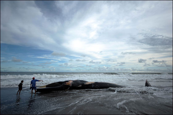 اتباع الطقوس التقليدية لجنازة حوت ضخم بحضور الالاف!!  صورة رقم 6