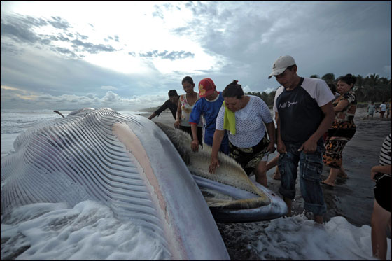 اتباع الطقوس التقليدية لجنازة حوت ضخم بحضور الالاف!!  صورة رقم 2