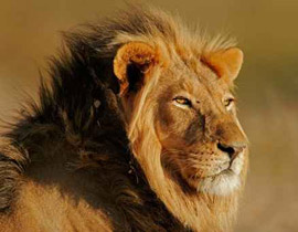 اسد هارب يلتهم امرأة داخل منزلها ولا يبقي منها سوى العظام!! صورة رقم 1 اسد هارب يلتهم امرأة داخل منزلها ولا يبقي منها سوى العظام!! صورة رقم 1