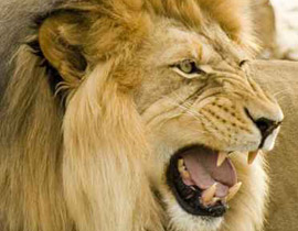 الاسود اكثر عرضة لمهاجمة الإنسان بعد ليلة البدر!! صورة رقم 1