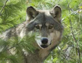 الاردن: ذئب يختطف طفلة اثناء نومها ويتركها جثة هامدة! صورة رقم 1