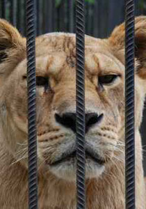 الاردن: خادمة تنقذ طفلة من انياب لبؤة صورة رقم 1