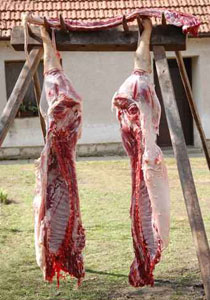 الجزائر: خنازير مذبوحة على الطريقة الاسلامية تثير الذعر!! صورة رقم 1 الجزائر: خنازير مذبوحة على الطريقة الاسلامية تثير الذعر!! صورة رقم 1