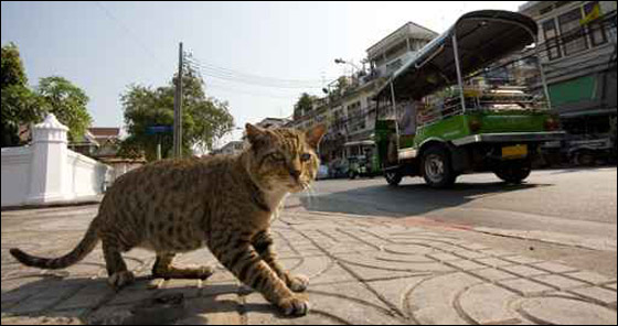 سائق سيارة حاول تفادي قطة.. فصدم 36 شخصا!! صورة رقم 1