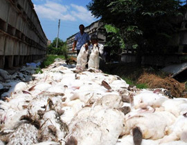 نفوق 600 أرنب بعدما ارتعبت من 3 كلاب!! صورة رقم 1