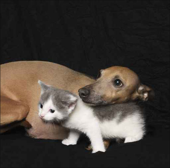 الكنيست الاسرائيلي يستقبل حزب 