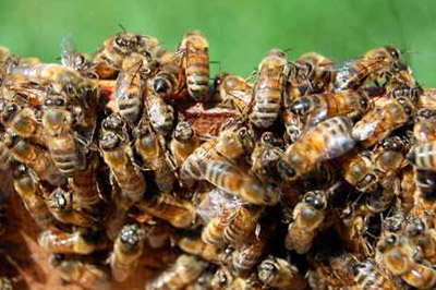 تسعيني ينجو من هجوم آلاف النحل عليه ويتعافى بسرعة!! صورة رقم 1