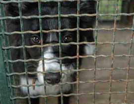 حاول تحرير كلبه.. فقبع في السجن وغرّم بـ150 الف دولار صورة رقم 1