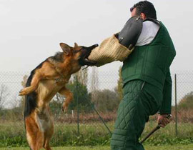 إندونيسي حرم كلابه من الطعام.. ففصلت رأسه وأكلت لحمه!! صورة رقم 1