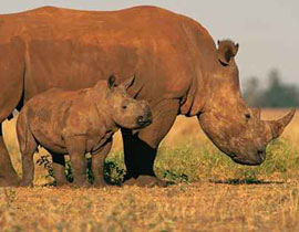زيمباوي: السجن 21 عاما لرجلين اصطادا وحيد القرن! صورة رقم 1