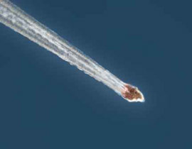 مصادر فلكية: المذنب 